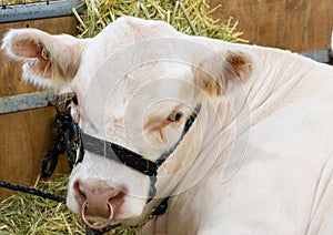 lovely farm cow at Royal Sydney Easter Show. lovely colours raised for the great meat quality.