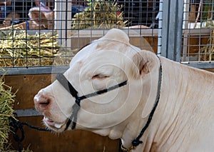 lovely farm cow at Royal Sydney Easter Show. lovely colours raised for the great meat quality.