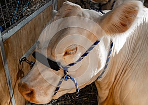 lovely farm cow at Royal Sydney Easter Show. lovely colours raised for the great meat quality.