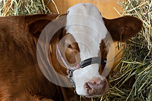 lovely farm cow at Royal Sydney Easter Show. lovely colours raised for the great meat quality.