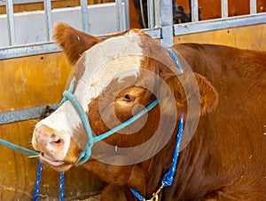 lovely farm cow at Royal Sydney Easter Show. lovely colours raised for the great meat quality.