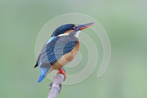 lovely fat blue bird with strong beaks sleepy perching on wooden branch aleting to above invading bird