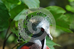 Lovely Feathers Crowning the Top of a Guora Bird