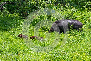 Lovely female Wild boar(Sus scrofa)