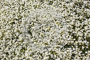 Lovely field with a bunch of white daisy flowers background