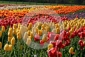 Lovely field of tulips in Holland, Michigan during the Tulip Time Festival