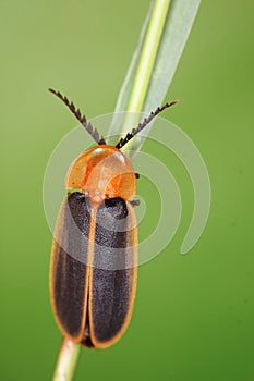 Lovely fireflies photo