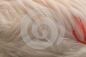 Lovely Flamingo relax and preen