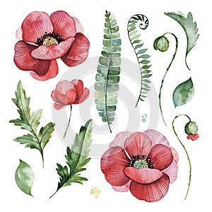 Lovely floral set with poppies flowers,branches,green,fern leaves,berries.