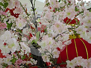 Lovely flower blossom and red lantern decoration close up