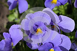 Lovely flowers with 5 violet petals and a bright yellow center.
