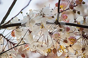 Lovely flowers of Cassia bakeriana Craib or Pink Shower tree in Thailand.