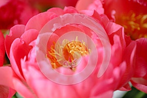 Lovely flowers in glass vase. Beautiful bouquet of peonies sort of coral charm. Floral composition, scene, daylight. Wallpaper