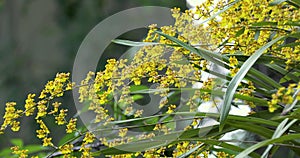 Lovely, flowers, Oncidium, dancing orchid,