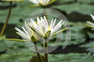 Lovely flowers White Nymphaea alba, commonly called water lily among green leaves and blue water