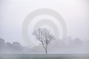 Lovely foggy sunrise in English countryside with soft pastel sky and calm feeling