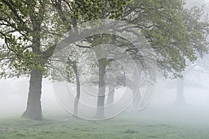 Lovely foggy sunrise in English countryside with soft pastel sky and calm feeling