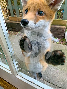 A lovely fox cub looking through a rear door