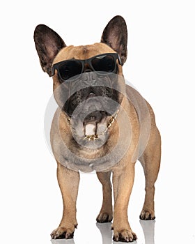 lovely french bulldog puppy with sunglasses looking forward and standing