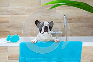 Lovely french bulldog on a towel after bathing in the tub