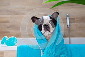 Lovely french bulldog in a towel after bathing in the tub