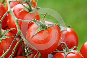 Lovely fresh small red tomatoes on the vine