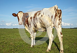 Lovely friendly young cow looks backwards, in the field, with swinging tail