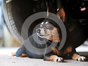 Lovely funny black cute fat mini size dog under a car