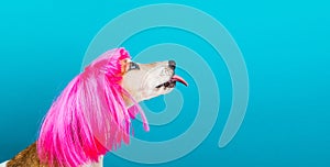 LOvely funny dog in bright pink wig with tongue licking. Blue background. Fashion and fun