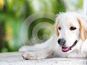 Lovely funny white cute fat compact size puppy dog close up