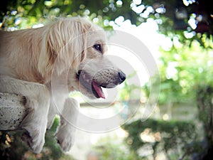 Lovely funny white cute fat compact size puppy dog close up