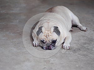 Lovely funny white cute fat pug dog close up relaxing on garage floor