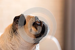 Lovely funny white cute pug dog close up making sad face waiting for food. Selective focus on eyes.