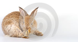 Lovely furry baby brown rabbit bunny cleaning own body while sitting alone over isolated white background