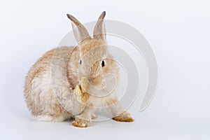 Lovely furry baby brown rabbit bunny cleaning own body while sitting alone over isolated white background