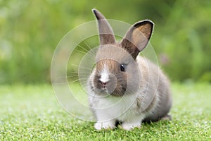 Lovely furry baby rabbit white and brown bunny looking at something while sitting on green grass over bokeh nature background.