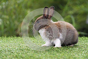 Lovely furry baby rabbit white and brown bunny looking at something while sitting on green grass over bokeh nature background.