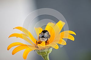 Lovely furry bumblebee collects nectar on yellow flower on blurred background