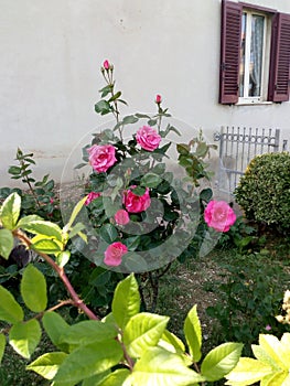 Lovely garden with leaves and pink roses near a little house!