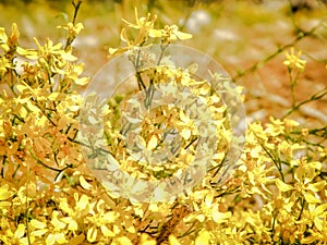 Lovely Garden of Yellow Flowers