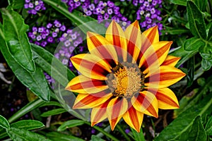 Lovely geometric yellow and red petals of the treasure flower