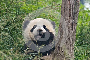 Lovely Giant Panda