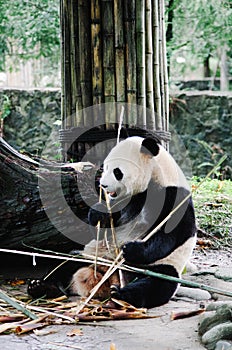 Giant Panda in sichuan province