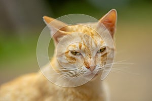 Lovely ginger cat closeup portrait in summer garden