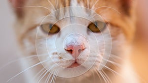 Lovely ginger cat closeup young clean face