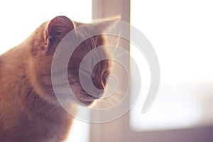 Lovely ginger cat face closeup portrait on window background, closed eyes