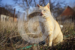 Lovely ginger cat sitting in the dry grass in the sunny rural garden