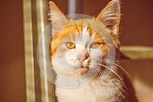 Lovely ginger whine kitten. Close-up cat face