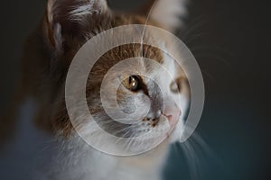 Lovely ginger white kitten face portrait closeup