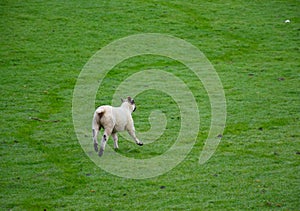 Lovely goat near the lake district in UK